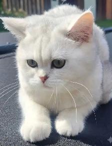 Petites boules de neige douces, chatons British Shorthair - Photo 6