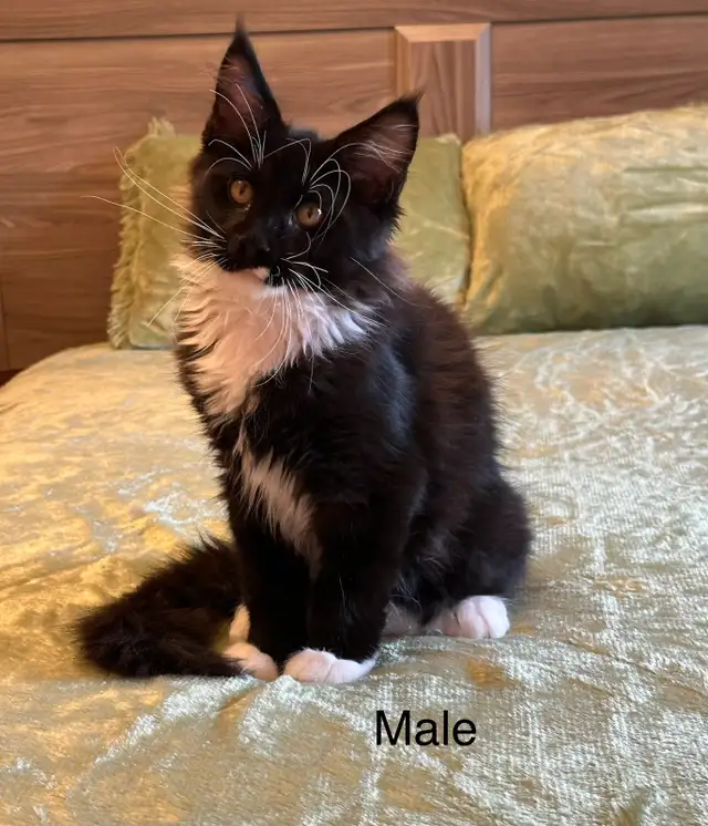 Maine Coon Kittens