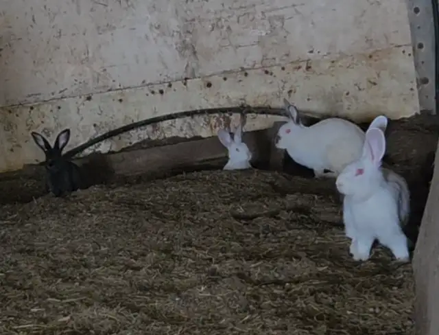 Lapins adultes et jeunes