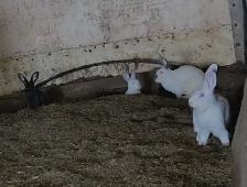 Lapins adultes et jeunes