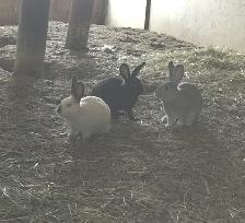 Lapins adultes et jeunes - Photo 2