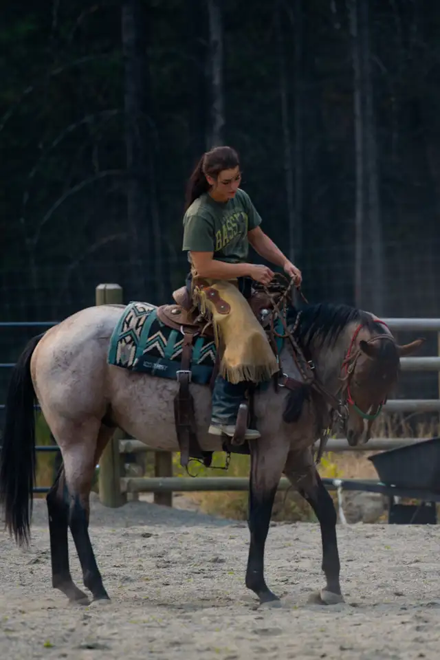 Horse Training, Horse Exercise, Saddle and Tack Care