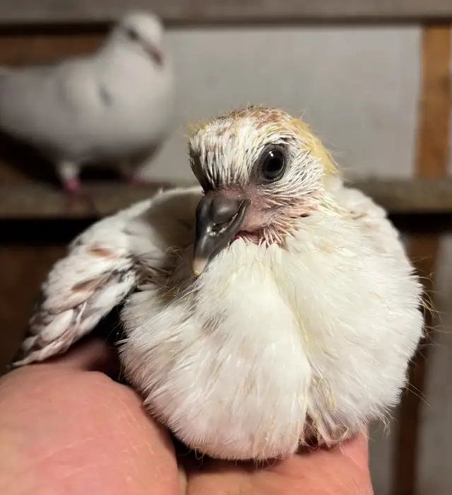 YOUNG BABY PIGEONS DOVES DOVE PIGEON