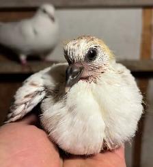 YOUNG BABY PIGEONS DOVES DOVE PIGEON