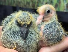 YOUNG BABY PIGEONS DOVES DOVE PIGEON - Photo 2
