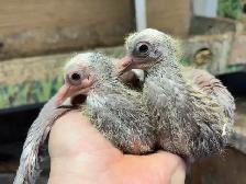YOUNG BABY PIGEONS DOVES DOVE PIGEON - Photo 4