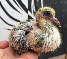 YOUNG BABY PIGEONS DOVES DOVE PIGEON - Photo 6