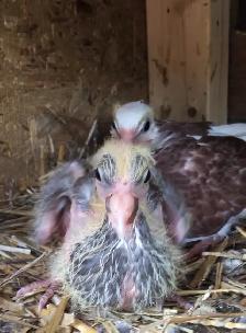 YOUNG BABY PIGEONS DOVES DOVE PIGEON - Photo 9