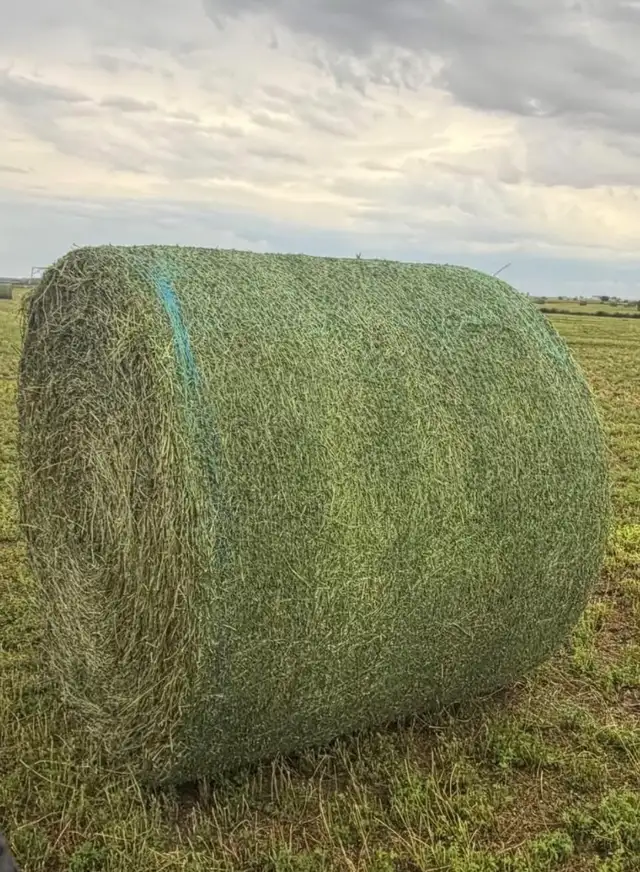 1st cut Alfalfa  Bales