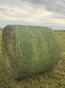 1st cut Alfalfa  Bales