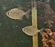 spotted silver dollars 2'-2.5' - Photo 3