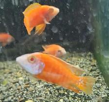 lots of fish, plecos, plants & more (see list below) - Photo 9