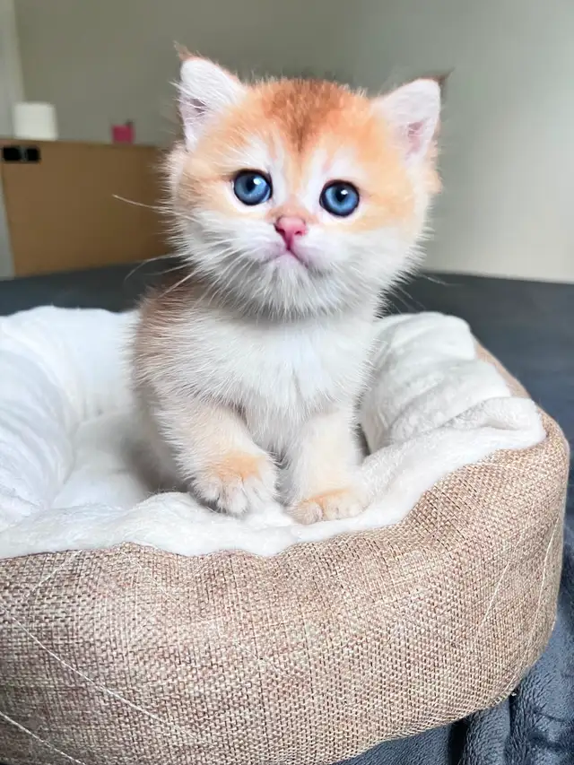 British Shorthair Boys /Black&Blue Golden Chinchilla/ TICA