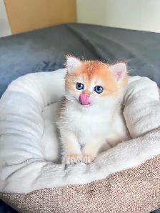 British Shorthair Boys /Black&Blue Golden Chinchilla/ TICA - Photo 4