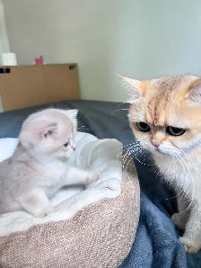British Shorthair Boys /Black&Blue Golden Chinchilla/ TICA - Photo 8