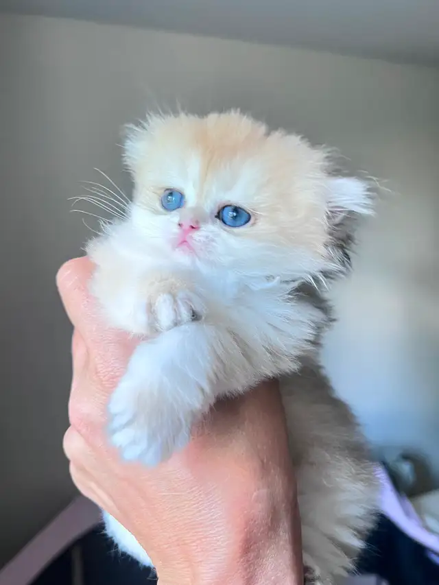 Luxurious British Longhair kittens/ Blue & Black Golden