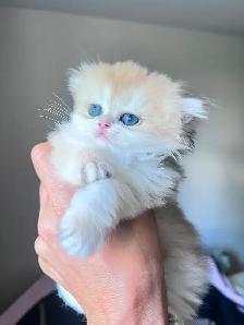 Luxurious British Longhair kittens/ Blue & Black Golden