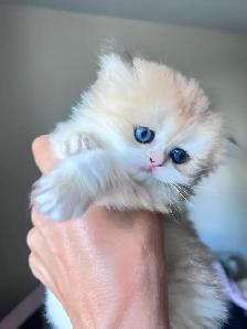 Luxurious British Longhair kittens/ Blue & Black Golden - Photo 2