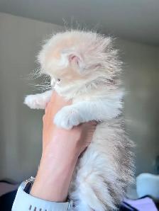 Luxurious British Longhair kittens/ Blue & Black Golden - Photo 3