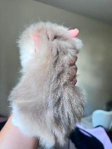 Luxurious British Longhair kittens/ Blue & Black Golden - Photo 4
