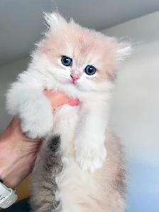 Luxurious British Longhair kittens/ Blue & Black Golden - Photo 5