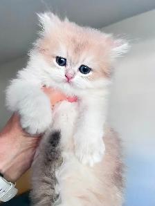 Luxurious British Longhair kittens/ Blue & Black Golden - Photo 6
