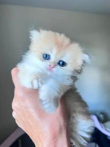 Luxurious British Longhair kittens/ Blue & Black Golden - Photo 7