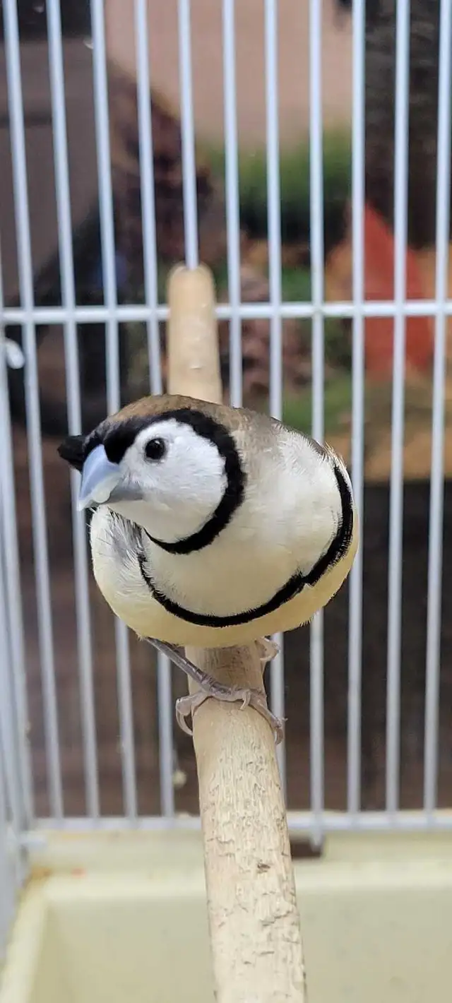 owl finches