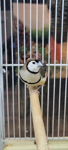 owl finches - Photo 2