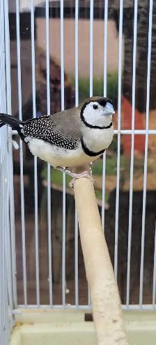 owl finches - Photo 3