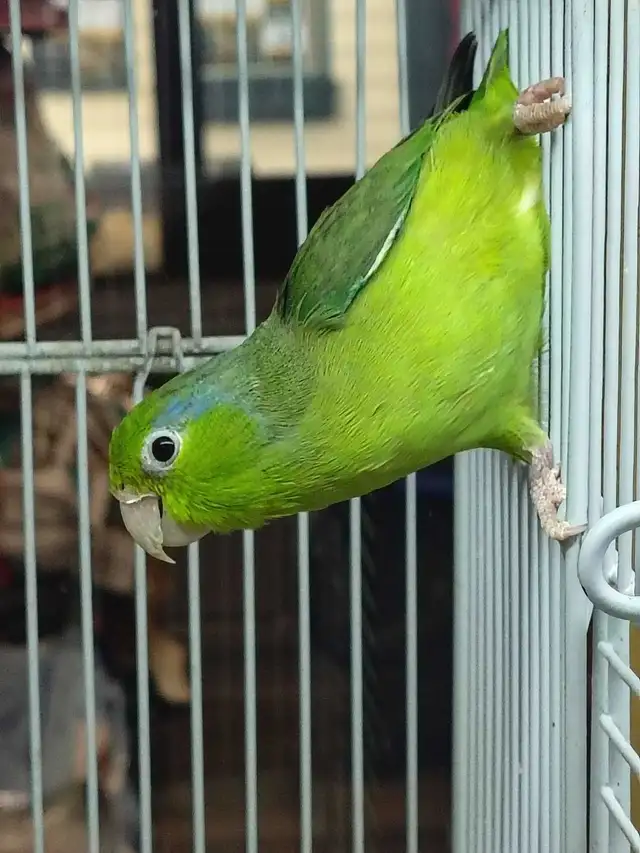 Pacific parrotlet