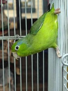 Pacific parrotlet