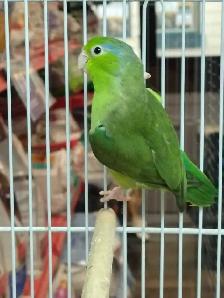Pacific parrotlet - Photo 2