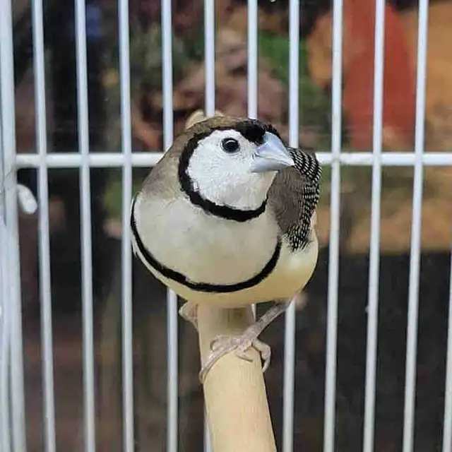 owl finches