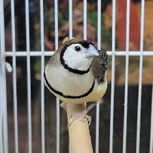 owl finches