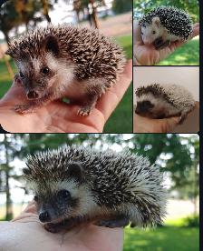 SALE! ❤️BOYS READY: Sweet, gorgeous hedgehog babies! Text to rep