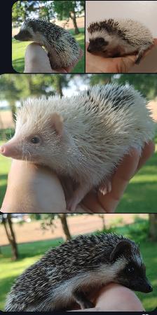SALE! ❤️BOYS READY: Sweet, gorgeous hedgehog babies! Text to rep - Photo 2