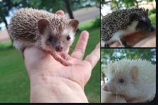 SALE! ❤️BOYS READY: Sweet, gorgeous hedgehog babies! Text to rep - Photo 4