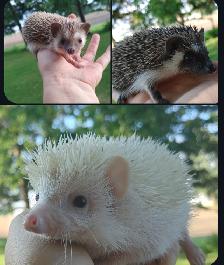 SALE! ❤️BOYS READY: Sweet, gorgeous hedgehog babies! Text to rep - Photo 5