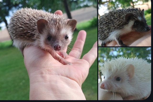 SALE ❤️BOYS READY NOW Sweeeet hedgehog babies! Text to reply. De