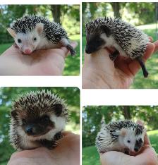 SALE ❤️BOYS READY NOW Sweeeet hedgehog babies! Text to reply. De - Photo 2