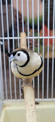 owl finches