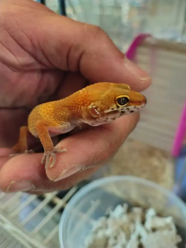 baby leopard geckos