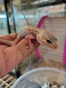 baby leopard geckos - Photo 2