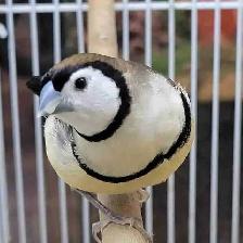 owl finches