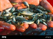 NILE TILAPIA FINGERLINGS AVAILABLE!