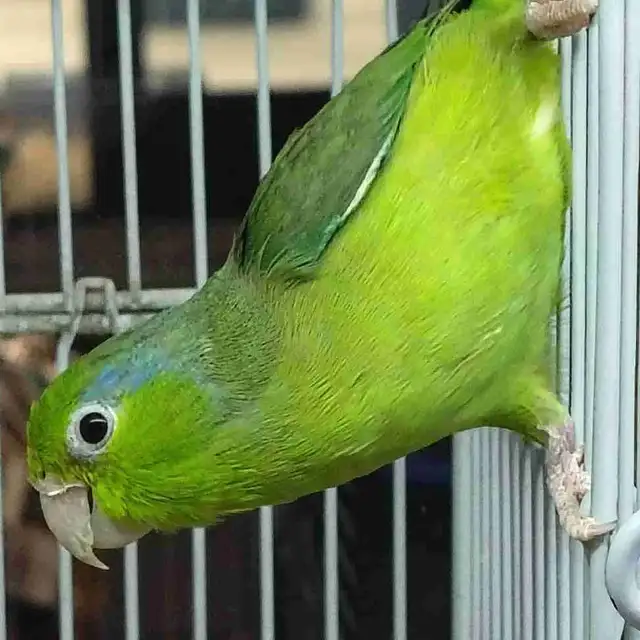 Pacific green parrotlet
