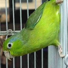 Pacific green parrotlet