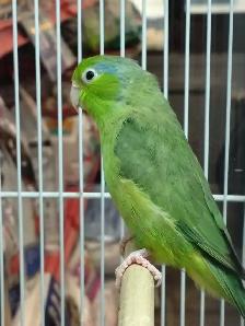 Pacific green parrotlet - Photo 2