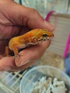 baby leopard geckos